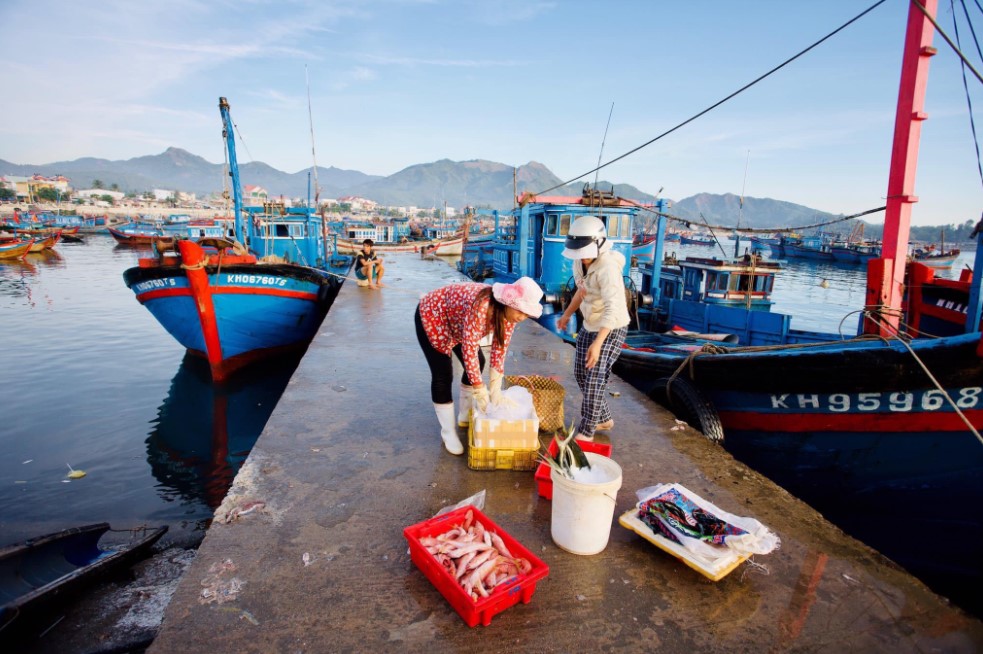 Rất nhiều cảng cá dừng hoạt động khiến hải sản không được thu mua