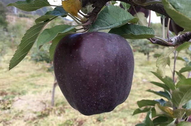 Qủa táo đen - Loại táo được nhiều người săn đón bởi độ ngon của nó